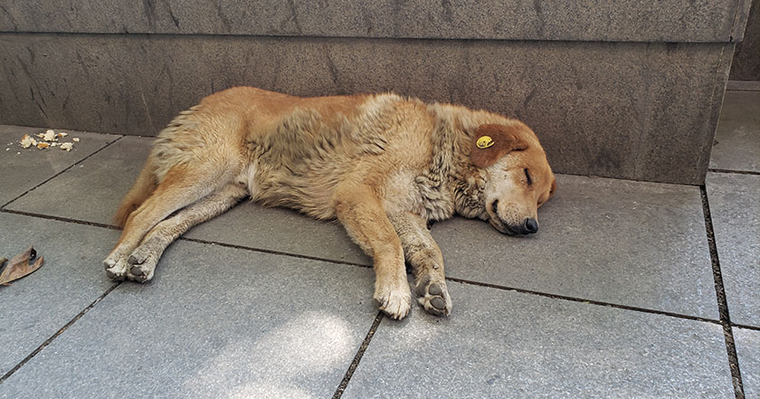 Simba