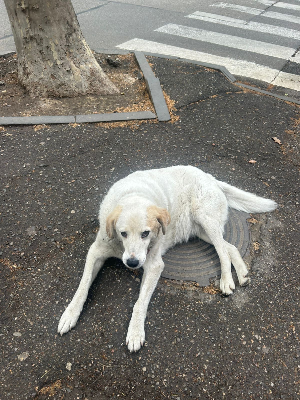 Stray dog on Georgian street