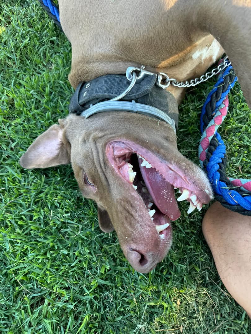 Security K9