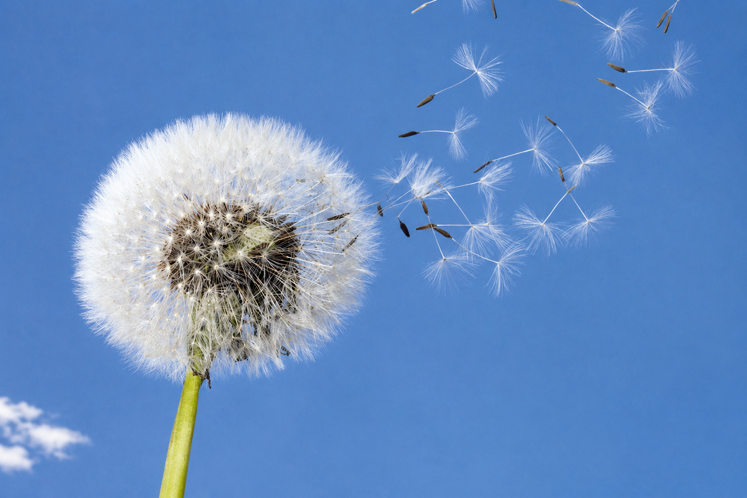 Pusteblume mit fliegenden Samen — Symbol für Hoffnung und Leichtigkeit
