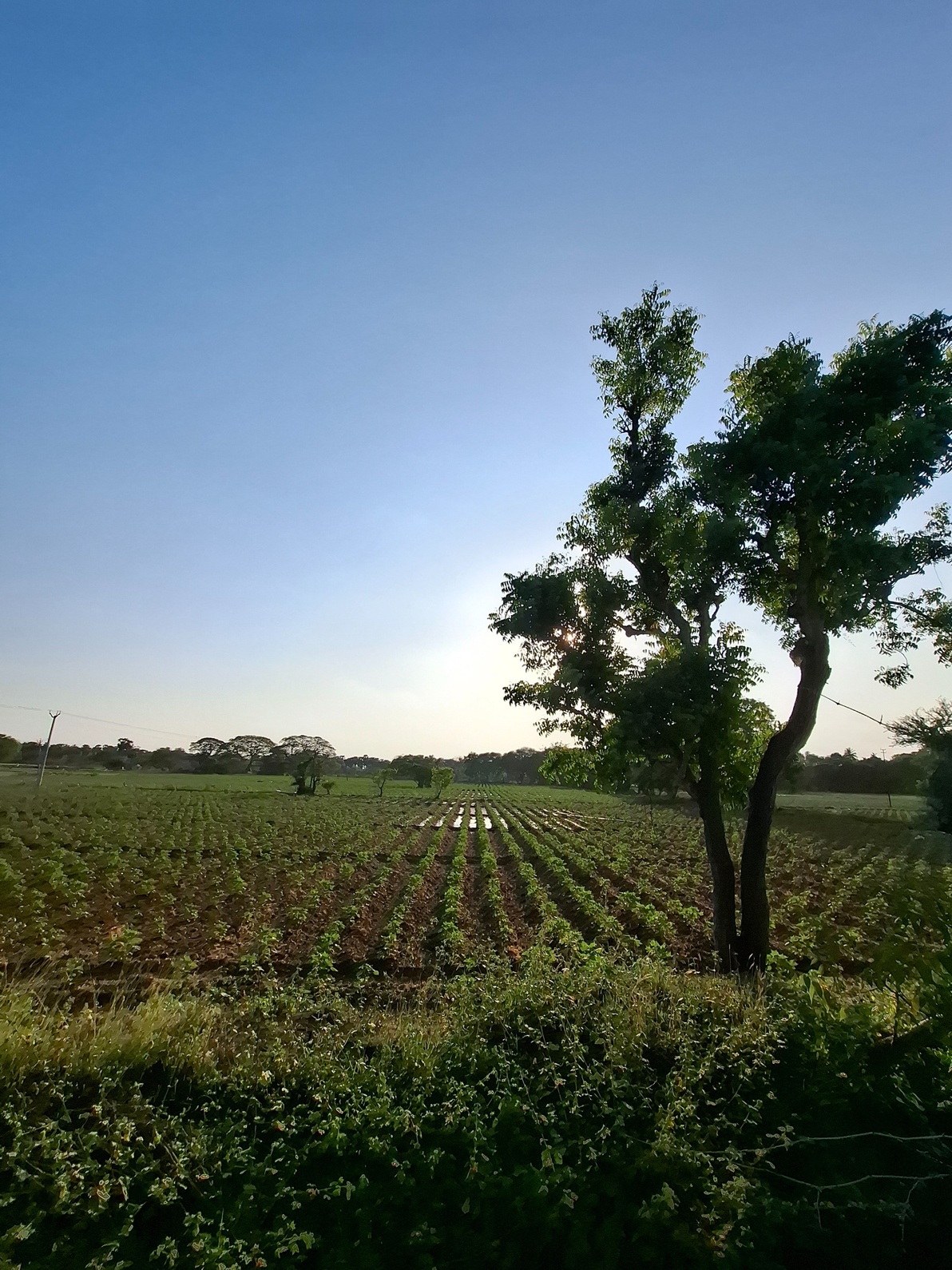Rows of crops at golden hour beside a neem tree, coastal Odisha