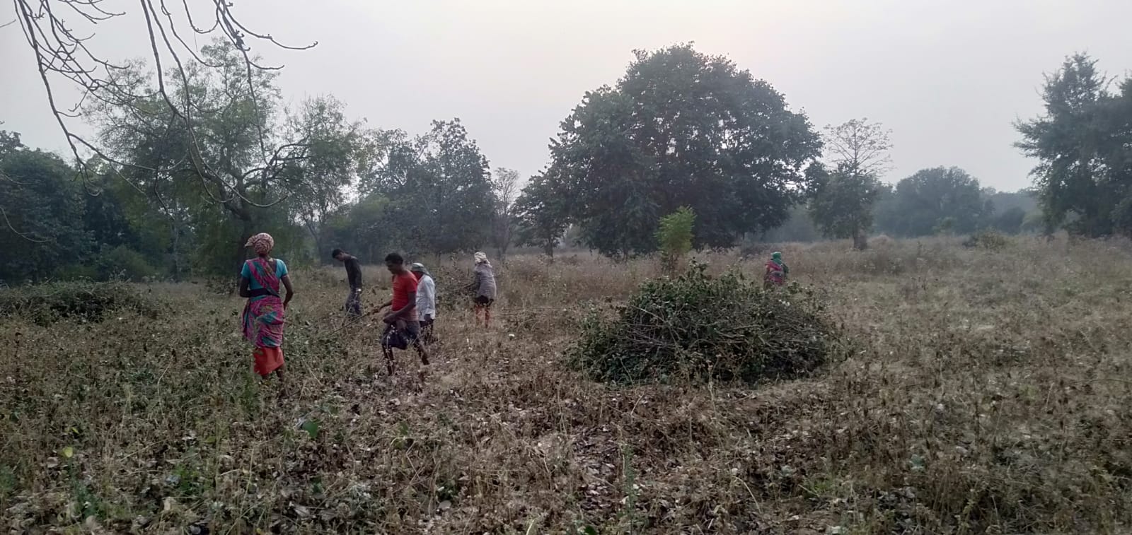 Farmer-owners gathering crop residue in a misty field, coastal Odisha