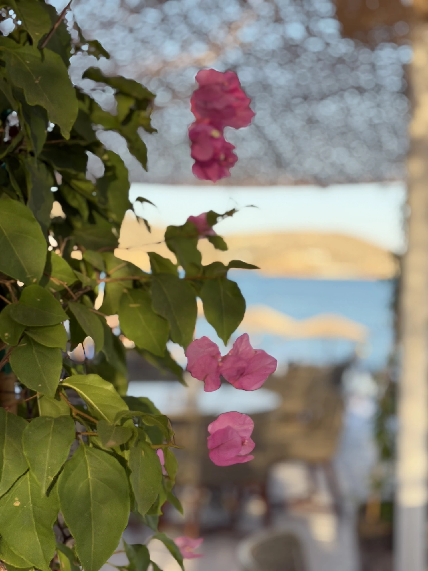 The garden path
