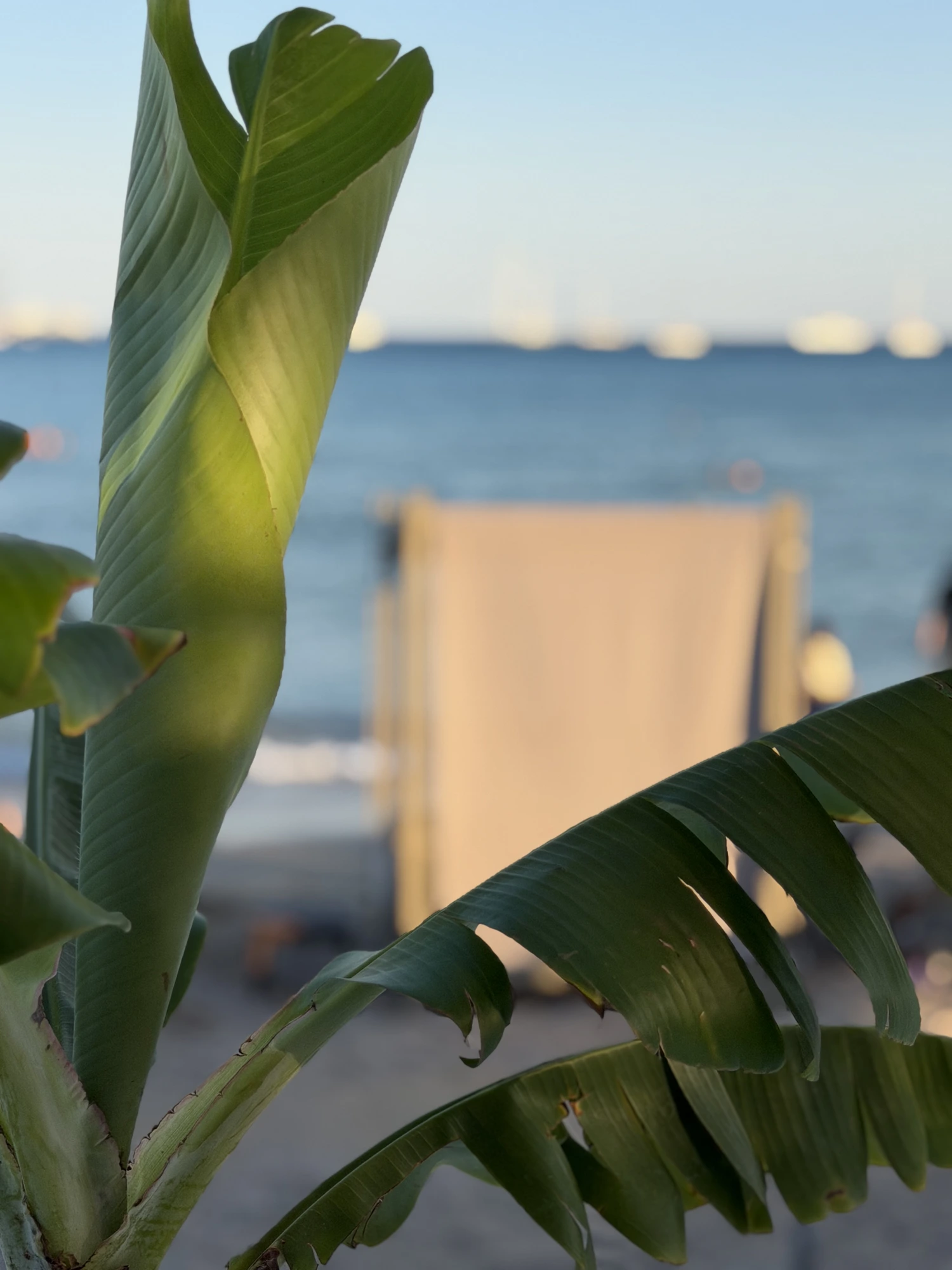 Banana leaves · a lounger