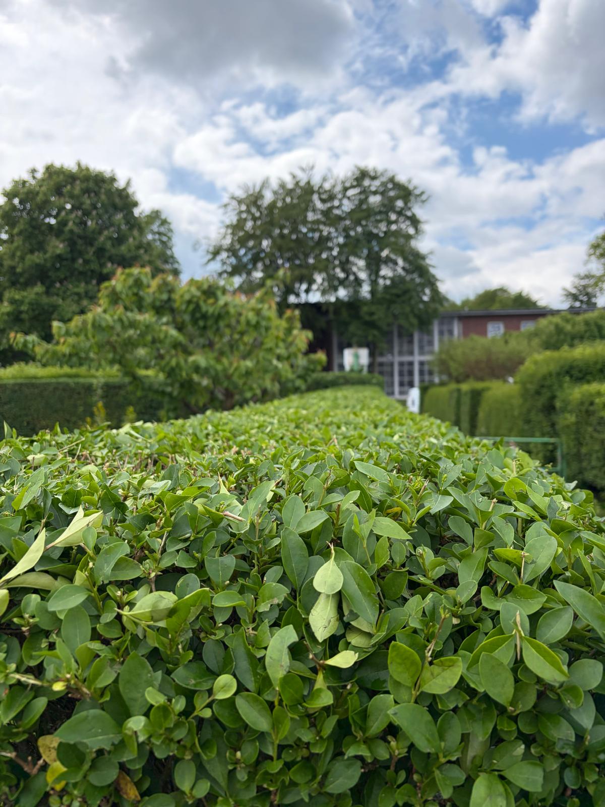Heckenschnitt — präzise Kante