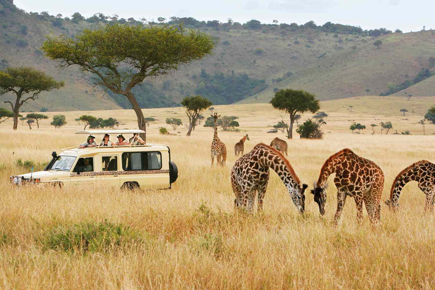 Safari – Savane africaine