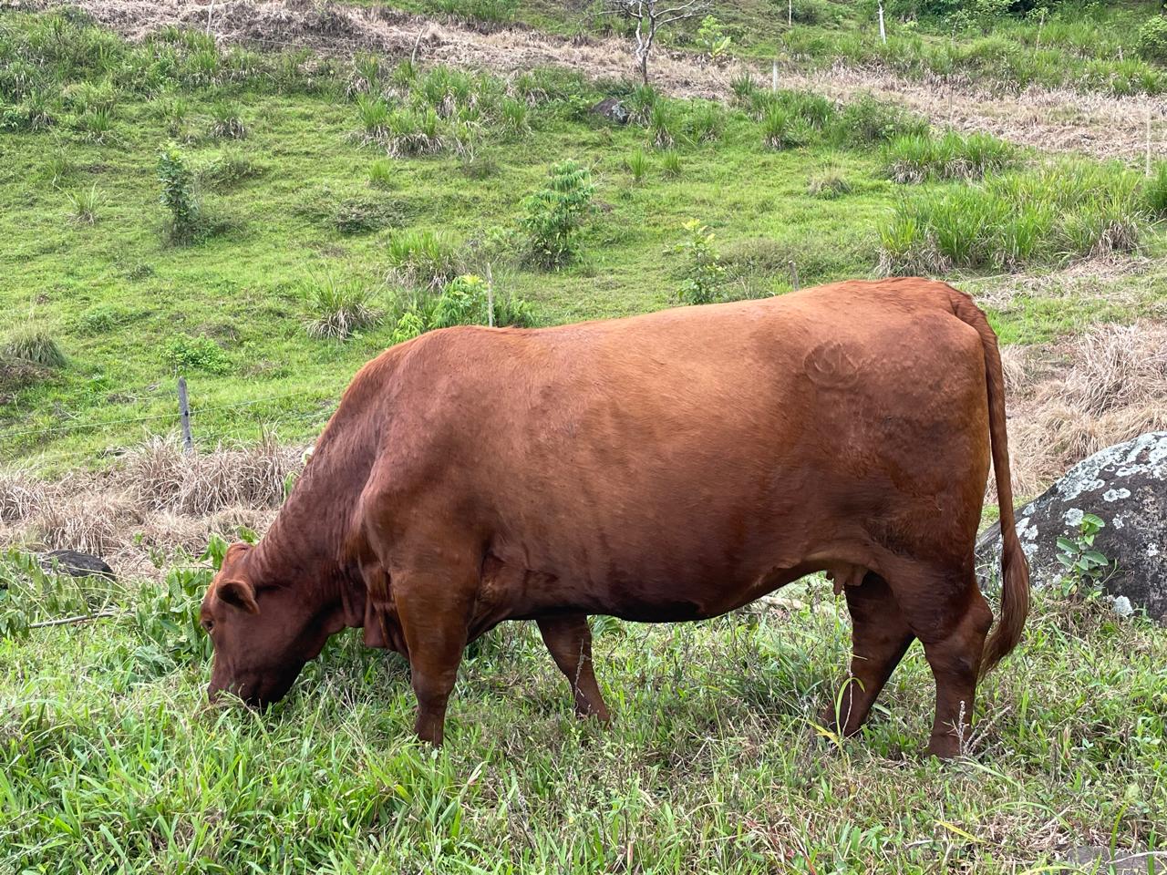 PRODUCCIÓN FORRAJERA
