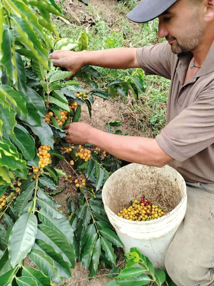 Noel en la finca