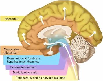Diagram of the human brain showing the regions affected as Lewy body pathology spreads — from the peripheral and enteric nervous systems and medulla oblongata up through the pontine tegmentum, basal mid- and forebrain, hypothalamus, thalamus, mesocortex and allocortex, to the neocortex