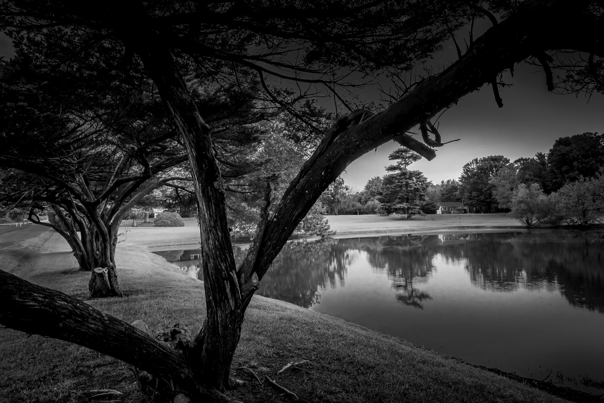 Black-and-white photograph of a lake framed by twisted trees and reflected shoreline