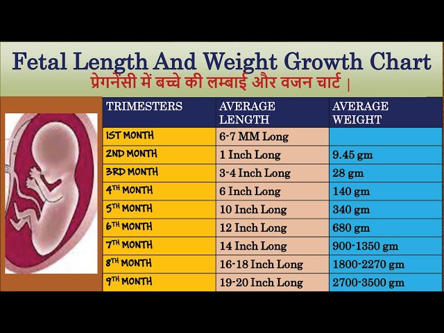 Fetal Length and Weight Chart