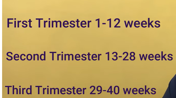 Pregnancy Trimesters Breakdown