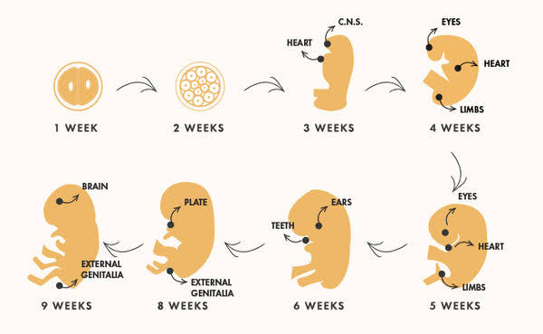 Early Fetal Development Week 1-9