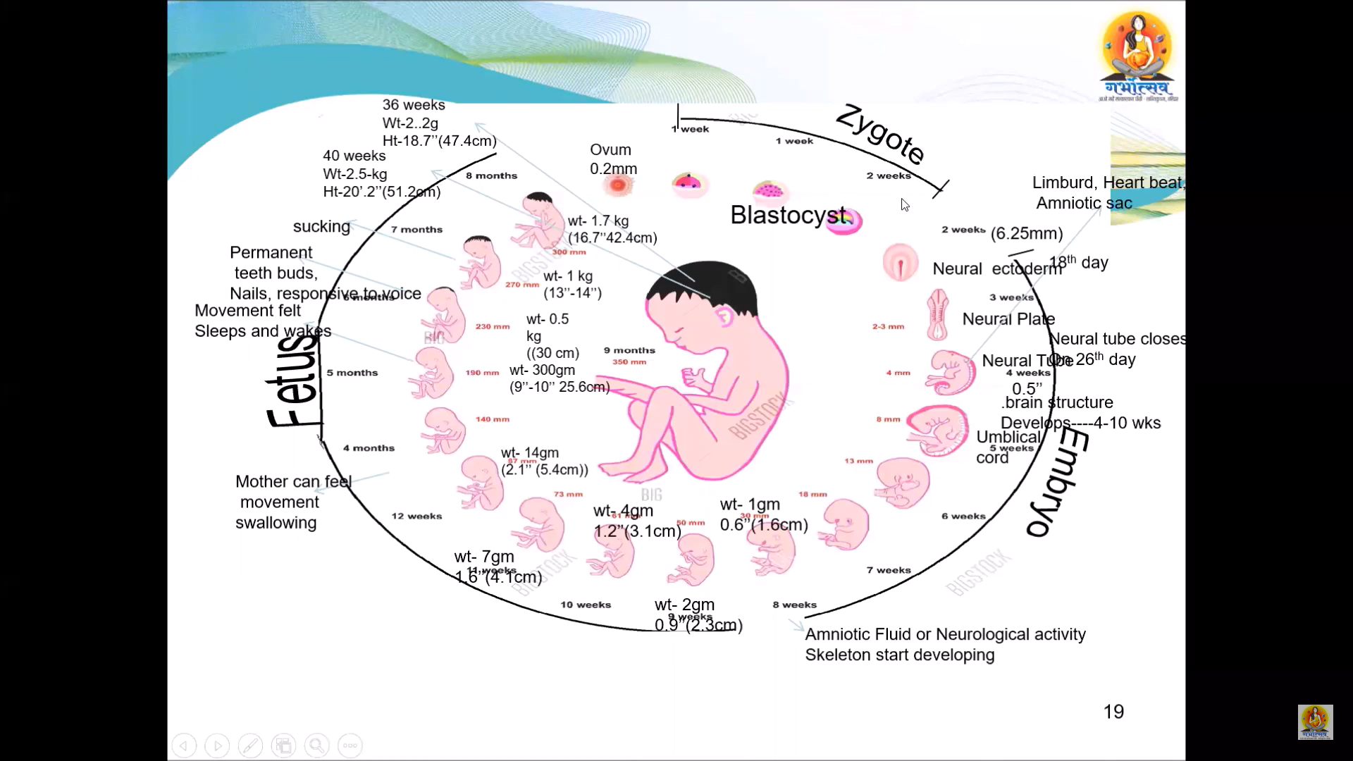 Fetal Development Stages