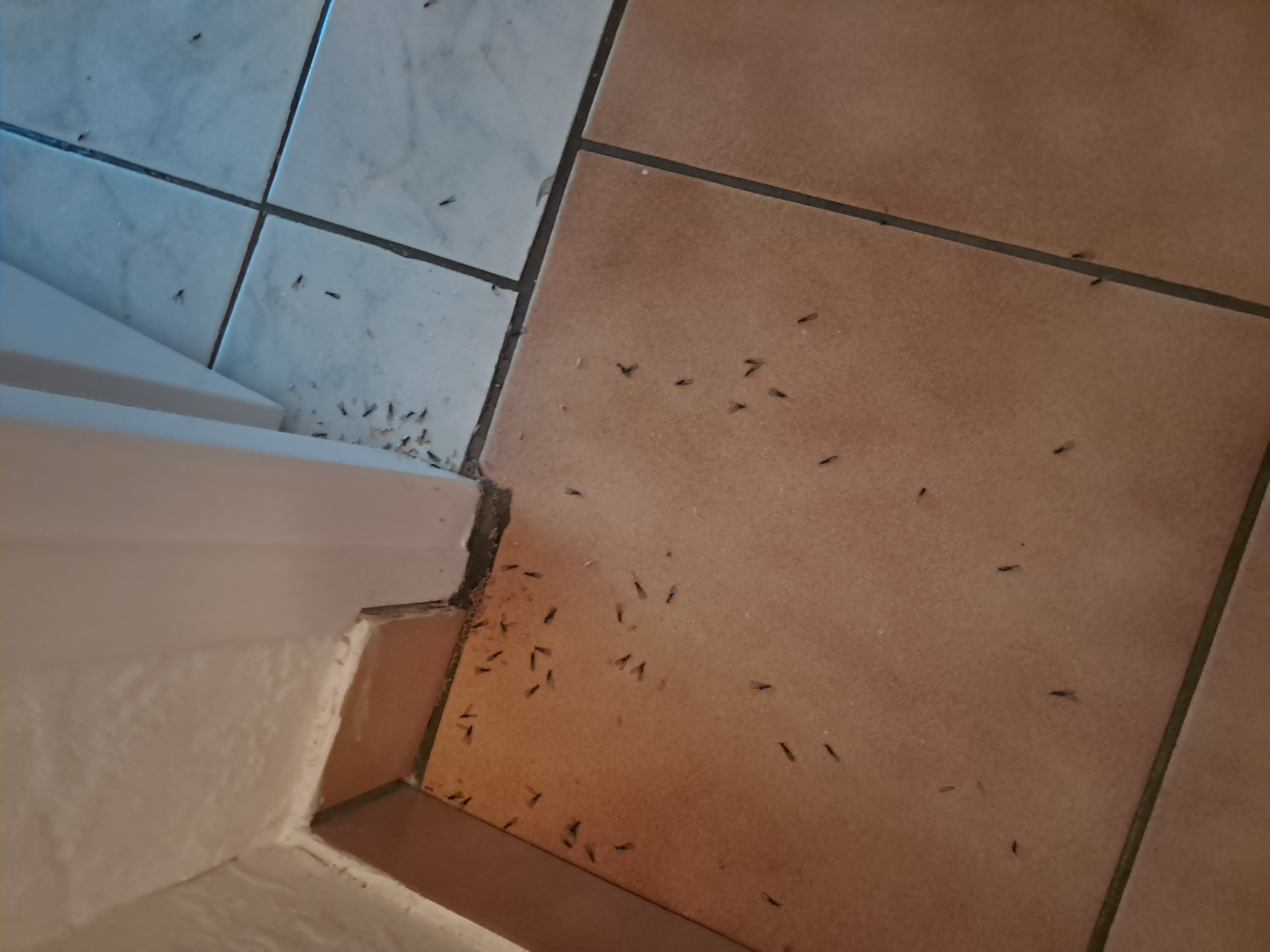 Essaimage de termites au pied d'une plinthe