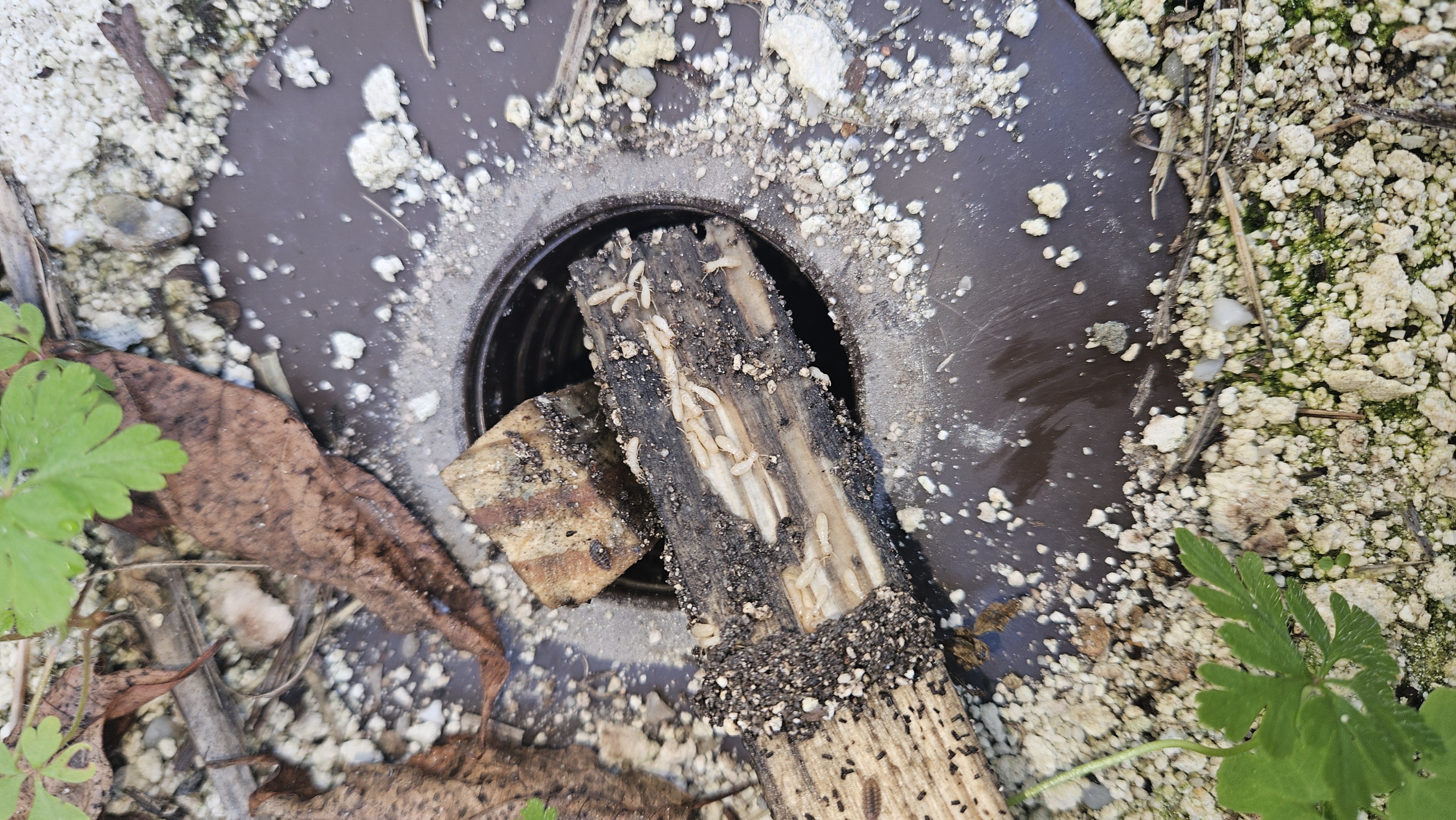 Station de piège-appât avec termites en activité