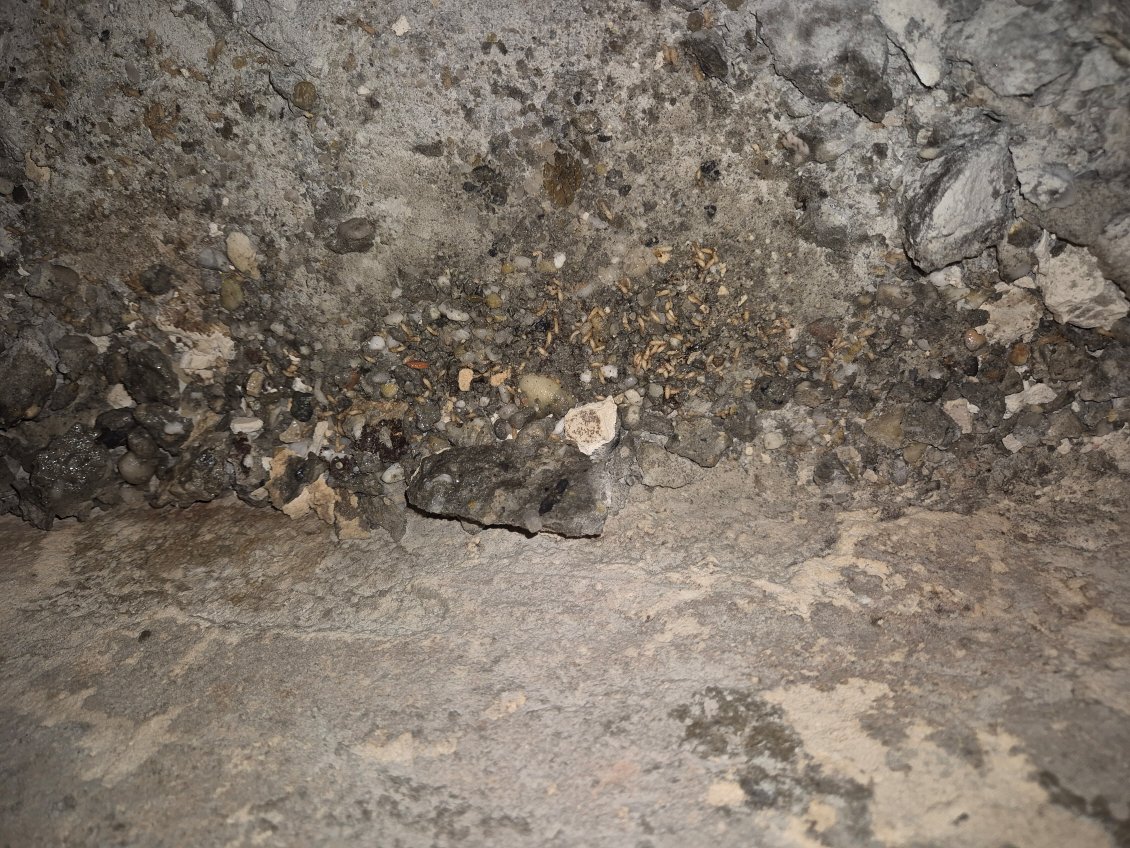 Termites circulant sur mur de cave en pierre