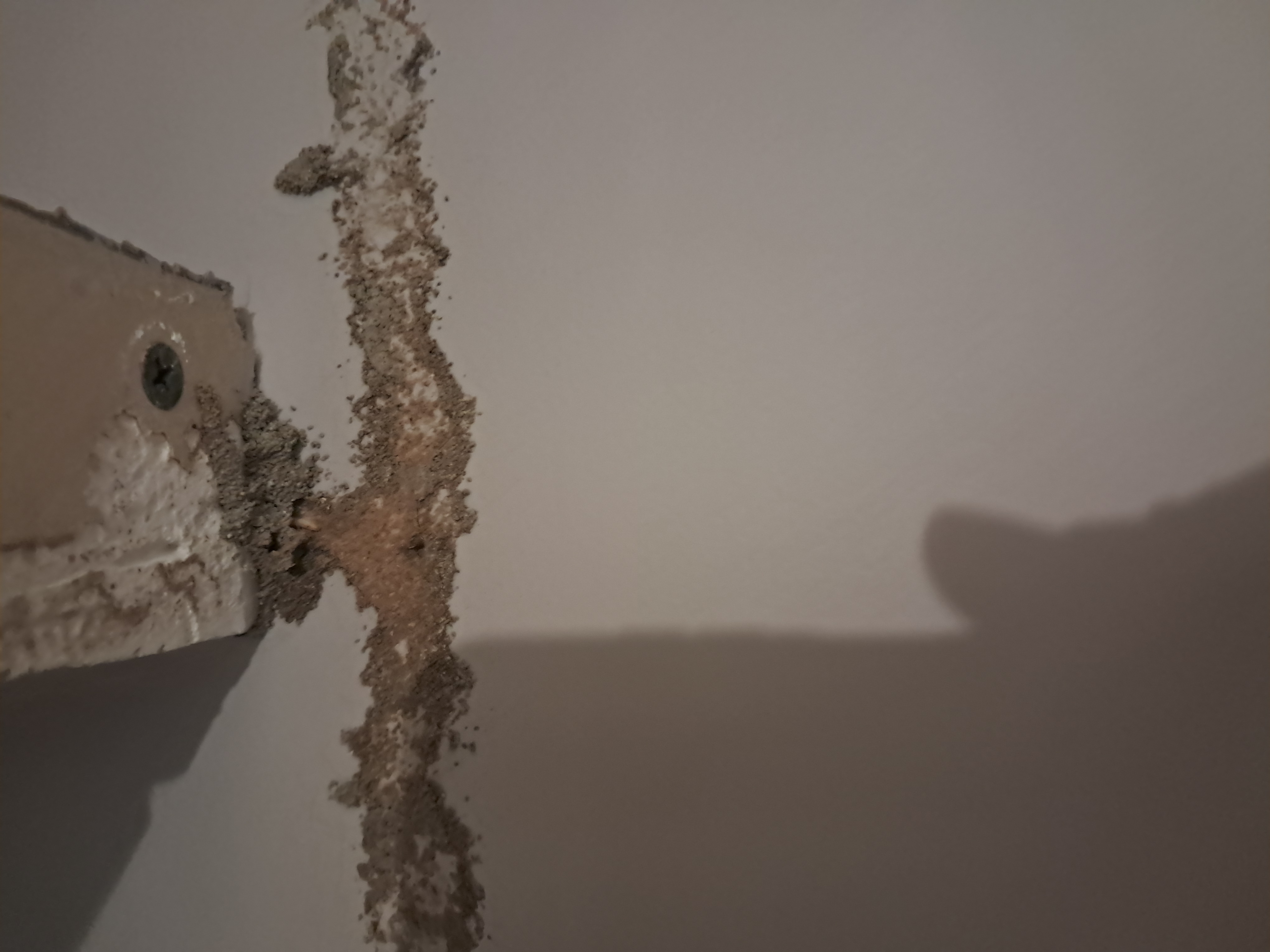 Cordonnet de termites le long d'un plafond