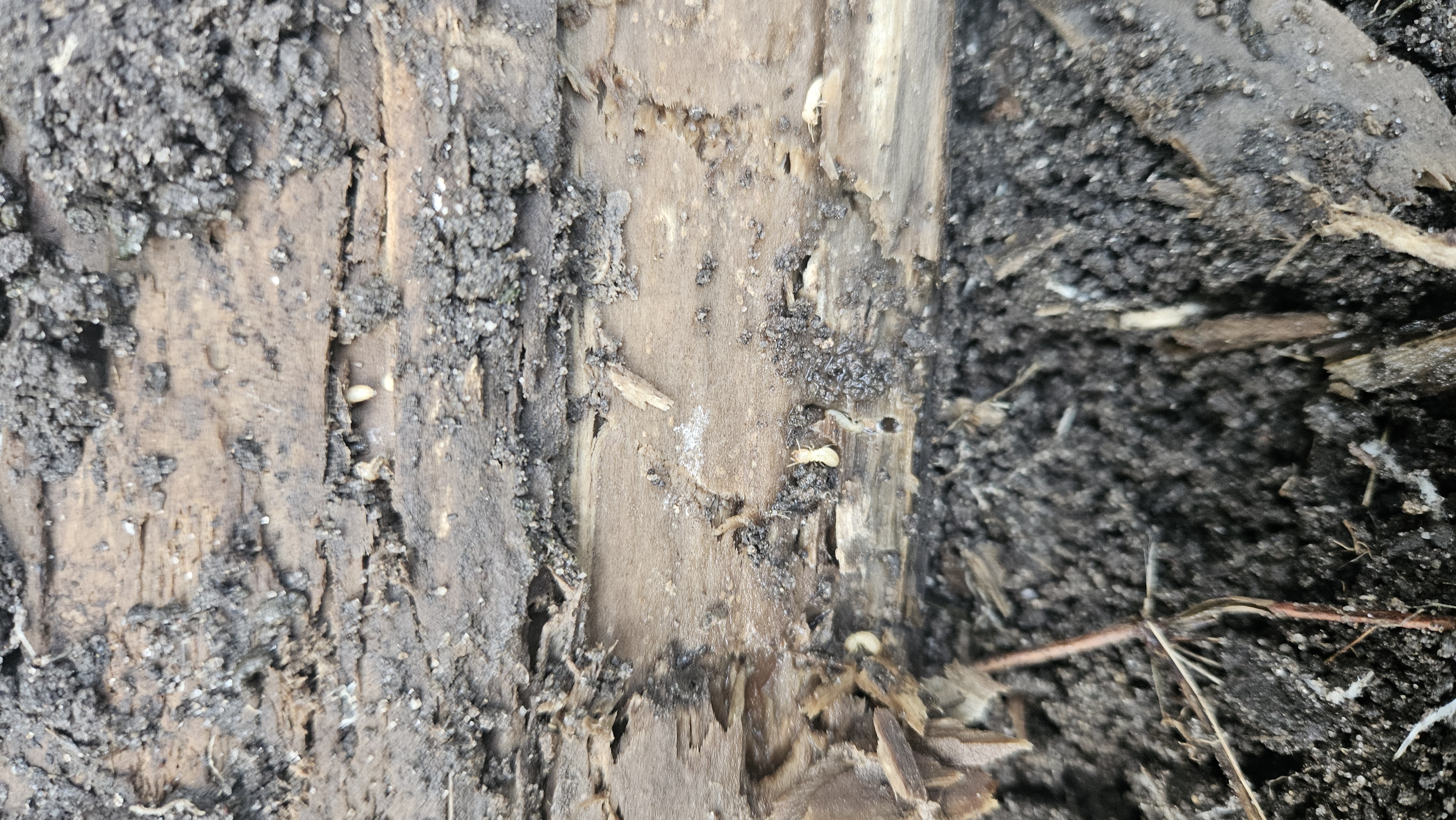 Termites ouvriers à découvert dans un bois infesté