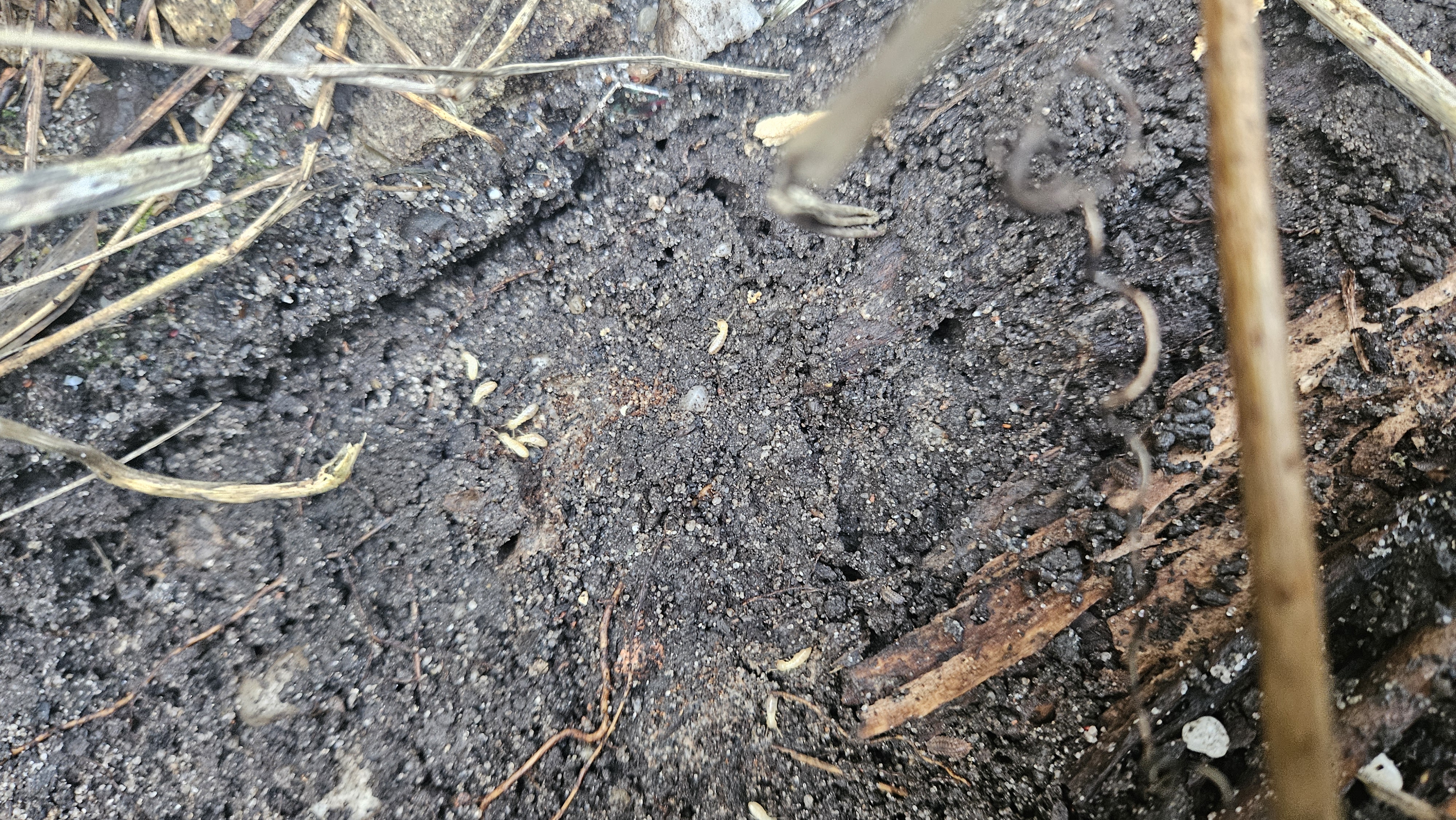 Termites au sol après ouverture du bois colonisé