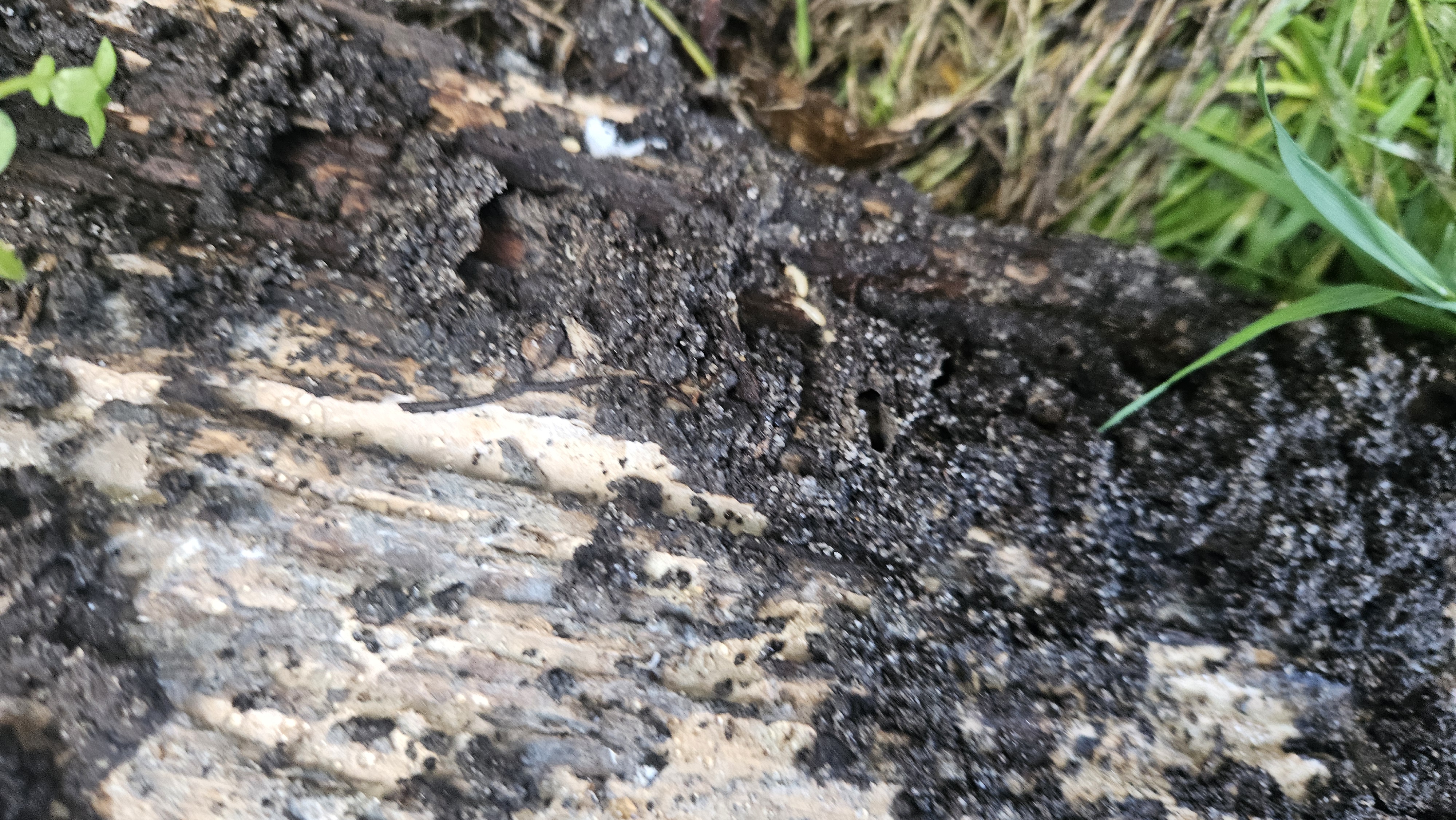 Termites groupés sur bois fortement dégradé