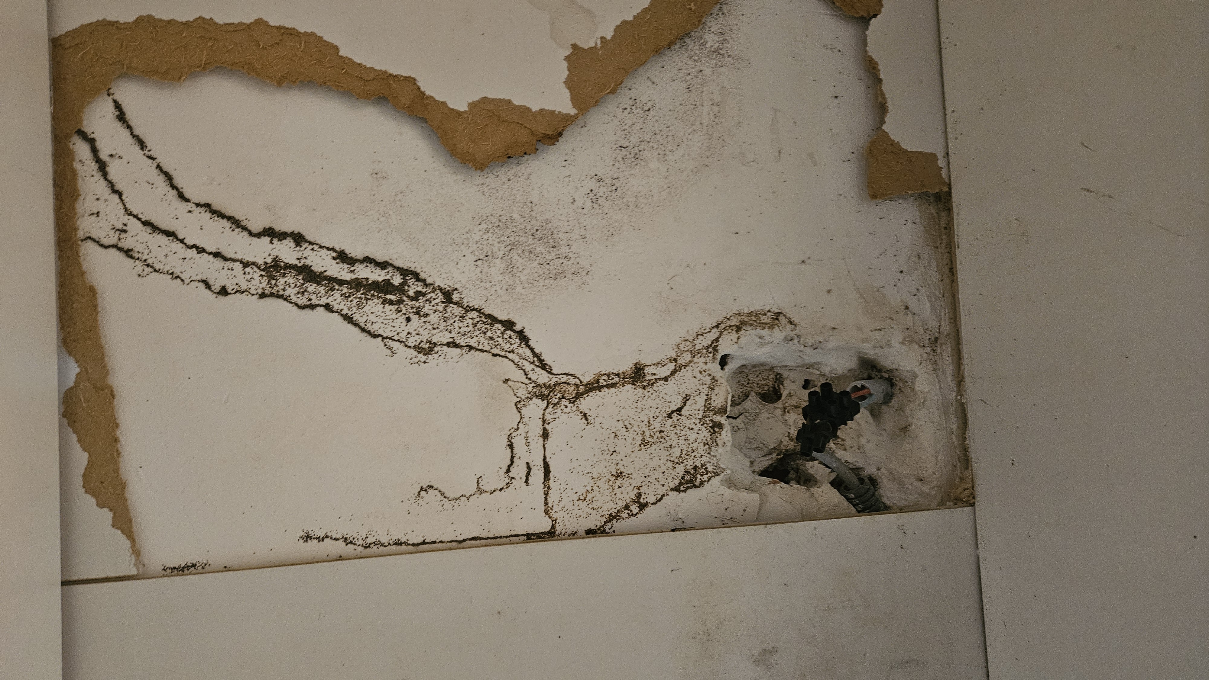 Cordonnets de termites au plafond — dalle attaquée