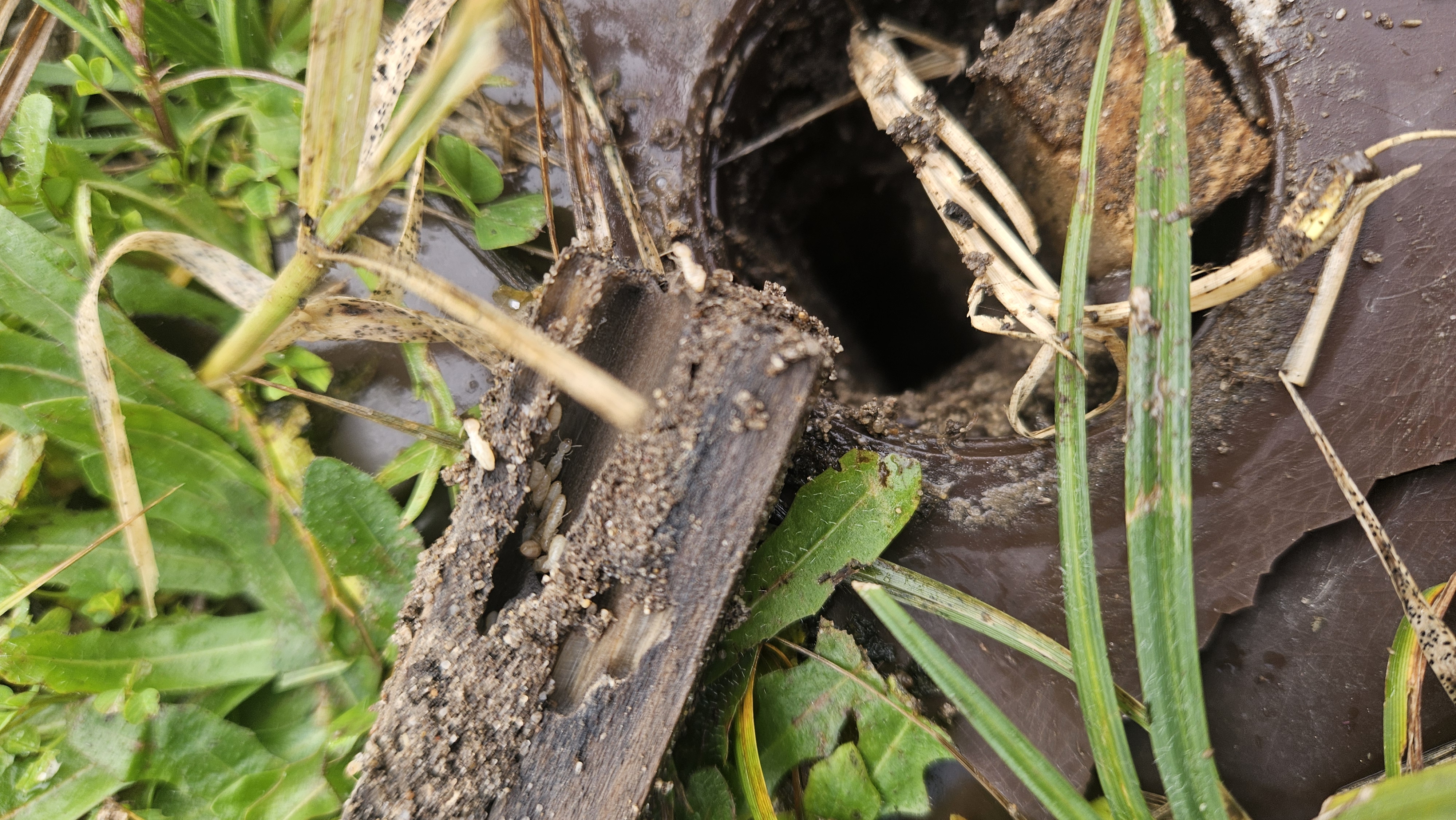 Station d'appât extérieure colonisée par les termites