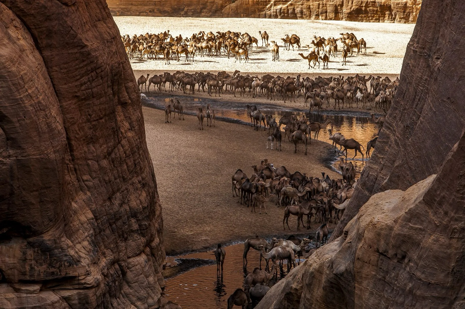 Caravan at the guelta
