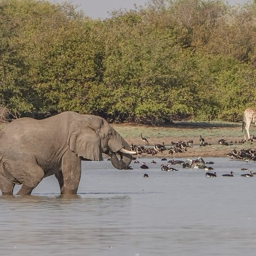 Wildlife